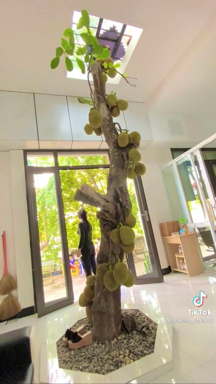 Đáng nói, dù thường xuyên bị chặt tán để cây trông gọn gàng, cây mít vẫn sai trĩu quả. Ảnh chụp màn hình