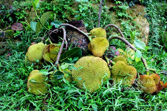 Năm 2017, người dân ở "xứ nhút" Thanh Chương, Nghệ An xôn xao về một gốc mít lạ, thân cây bị chặt nhưng quả rất sai từ gốc. Ảnh: Báo Nghệ An