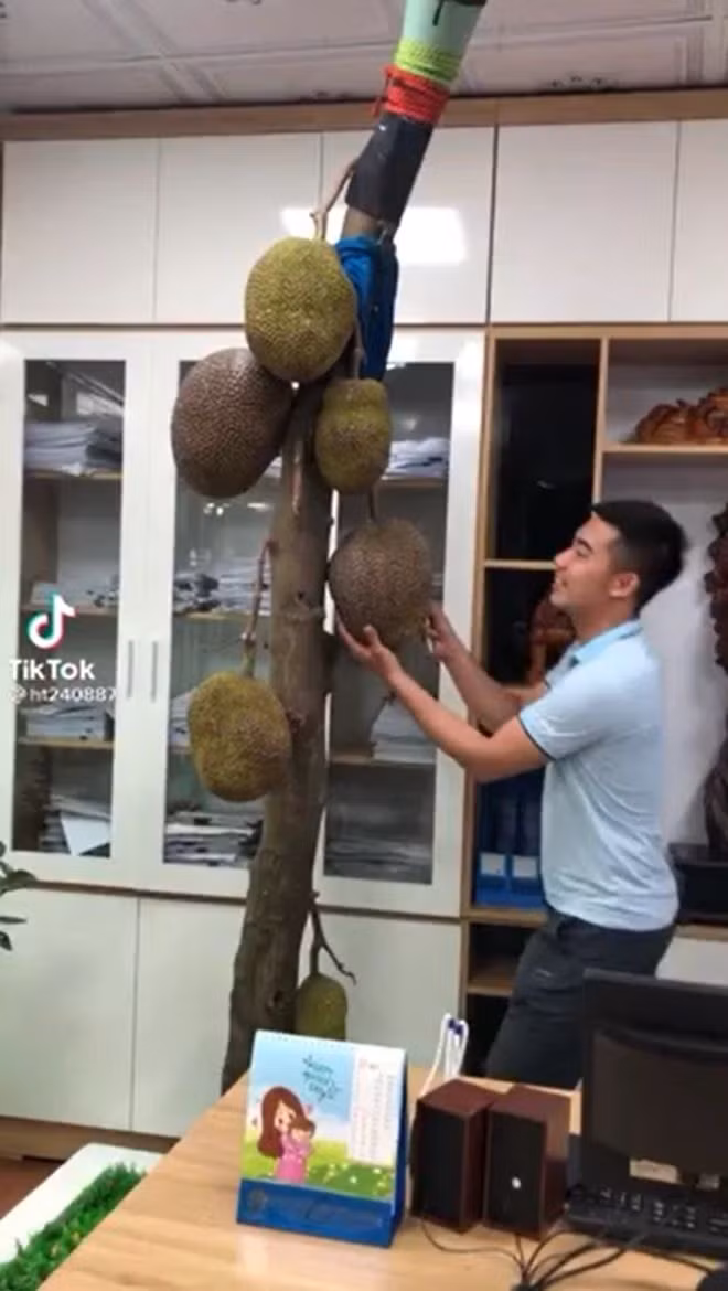 Không chỉ có cây mít mọc giữa nhà, cách đây không lâu, dân mạng còn rần rần cây mít mọc giữa văn phòng công ty. Ảnh: Yan