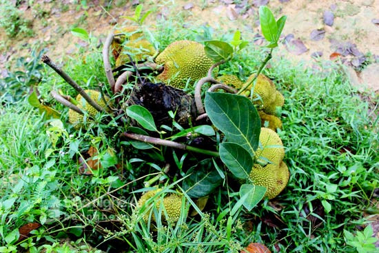 Gốc cây chỉ cao 30 cm, đường kính 20 cm, không có cành. Ảnh: Báo Nghệ An