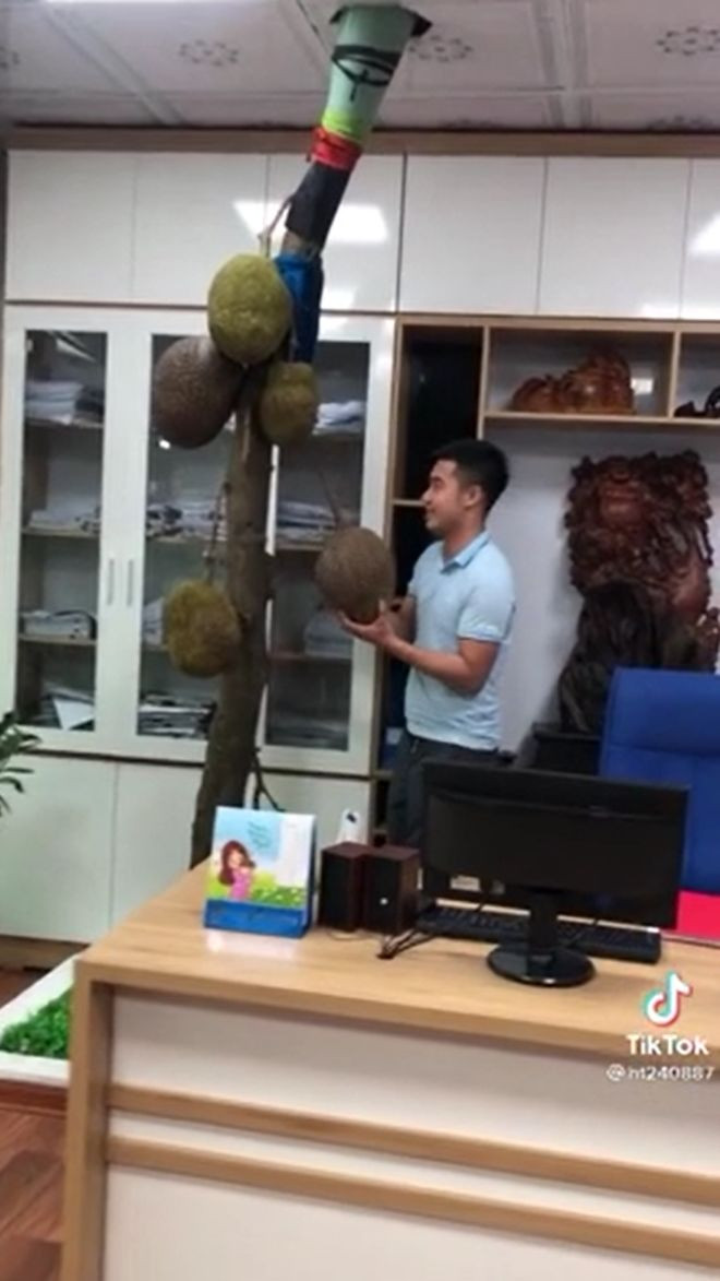 Đặc biệt, cây mít vẫn sống mãnh liệt và ra sai quả khiến nhân viên trong công ty thích thú. Ảnh: Tiktok