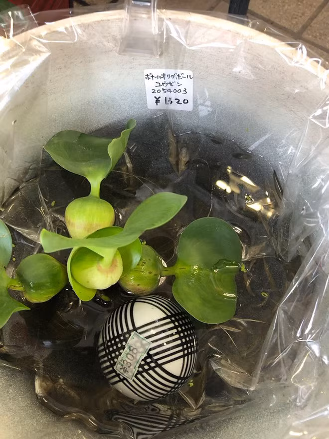 Người Nhật mua bèo tây từ siêu thị về để làm gỏi hoặc chữa một số bệnh ngoài da. Ảnh: Pháp luật &amp; bạn đọc