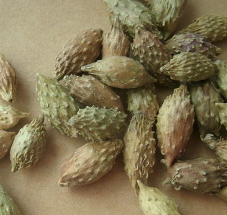 Tuy nhiên, ké đầu ngựa lại có tính ứng dụng cao trong y học, giúp hỗ trợ tăng cường thể chất. Ảnh: Dân Việt