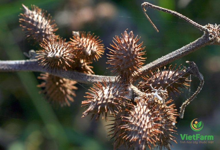 Tại Trung Quốc, quả ké đầu ngựa được “săn lùng” với mức giá không hề rẻ, 500 NDT (tương đương 1,6 triệu đồng)/kg. Ảnh: VietFarm
