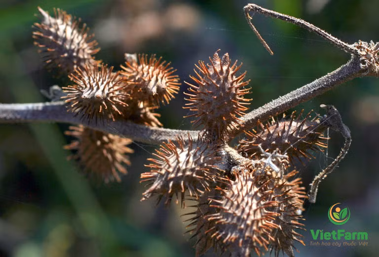 Tại Trung Quốc, quả ké đầu ngựa được “săn lùng” với mức giá không hề rẻ, 500 NDT (tương đương 1,6 triệu đồng)/kg. Ảnh: VietFarm