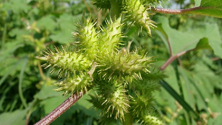 Do có móc gai nên ké đầu ngựa sẽ rất khó gỡ khi bám lên quần áo. Vì thế, người Việt thường coi nó là loài cây dại vô giá trị. Ảnh: Internet