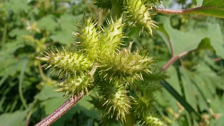 Do có móc gai nên ké đầu ngựa sẽ rất khó gỡ khi bám lên quần áo. Vì thế, người Việt thường coi nó là loài cây dại vô giá trị. Ảnh: Internet