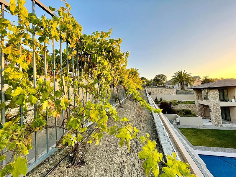 Đặc biệt, xung quanh biệt thự còn có một vườn nho sai trĩu quả. Nguồn ảnh: FB Thuy Tien Mfas