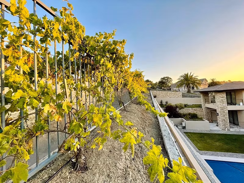 Đặc biệt, xung quanh biệt thự còn có một vườn nho sai trĩu quả. Nguồn ảnh: FB Thuy Tien Mfas