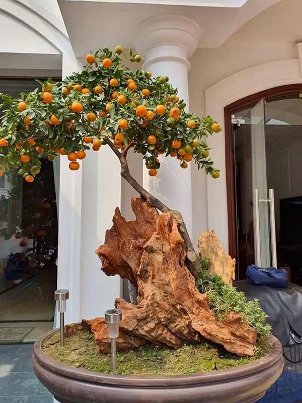 Quất bonsai ngập tràn không khí Tết.