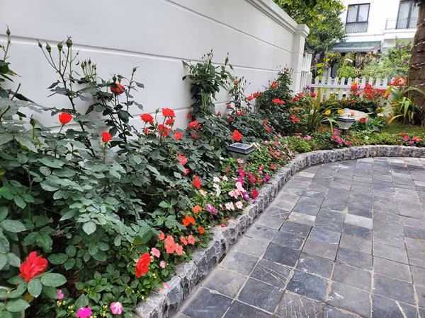 Đủ các loại hoa rực rỡ bung nở trong khuôn viên biệt thự của Tuấn Hưng. Khu vườn khá rộng, trồng nhiều loại cây xanh quý.