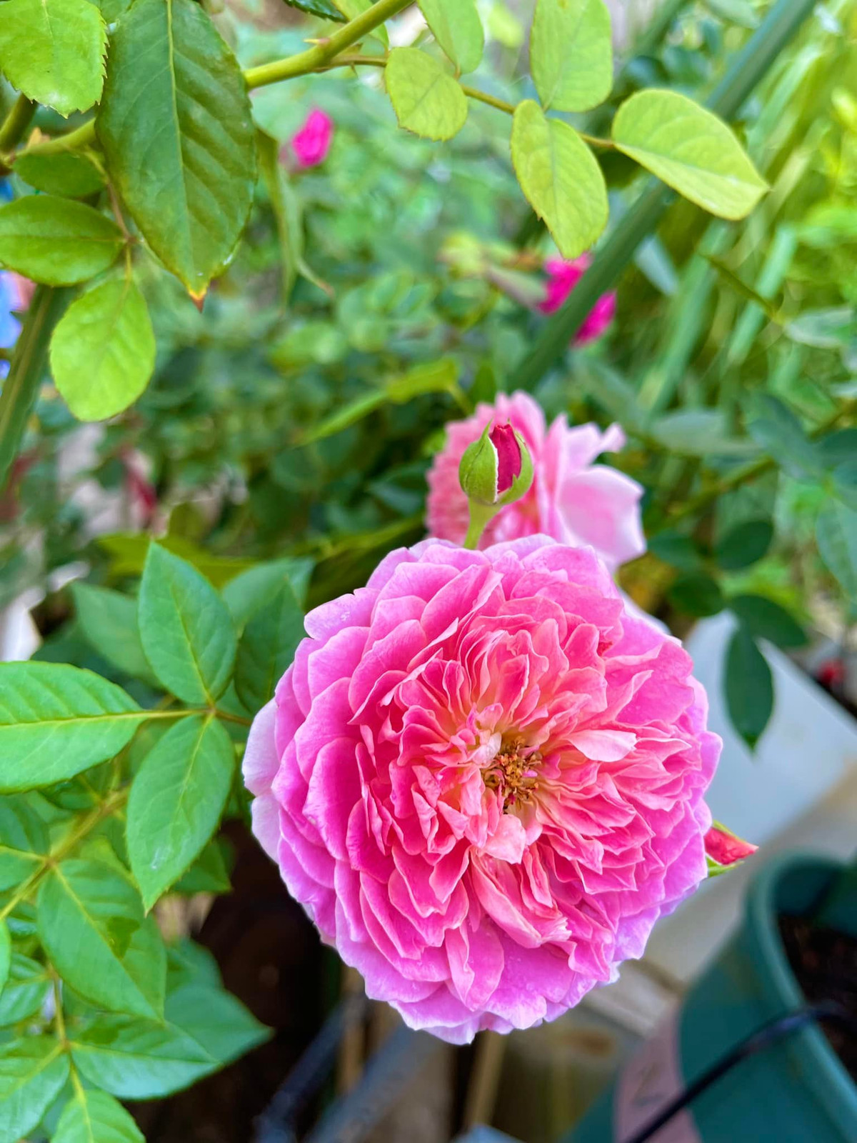 Thay vì dùng đất trồng hoa hồng bán sẵn thì, có thể dùng đất đỏ bằng cách trộn với đất có mùn. Loại đất này sẽ hỗ trợ cho cây hồng ra hoa khỏe mạnh hơn.