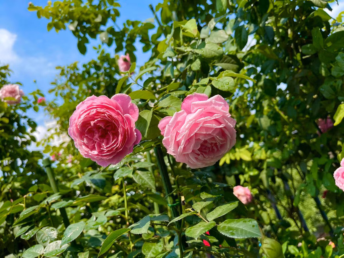 Độ ẩm thích hợp cho hoa hồng là khoảng 60%. Môi trường quá ẩm làm gia tăng các loại bệnh trên hoa hồng.