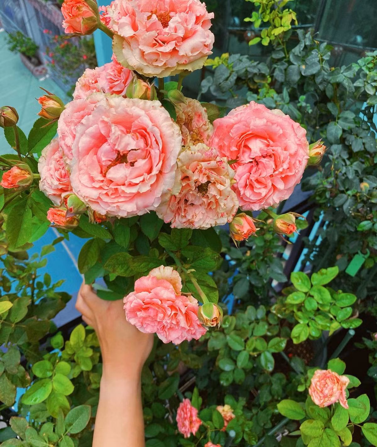 Hoa hồng Corail màu cam.