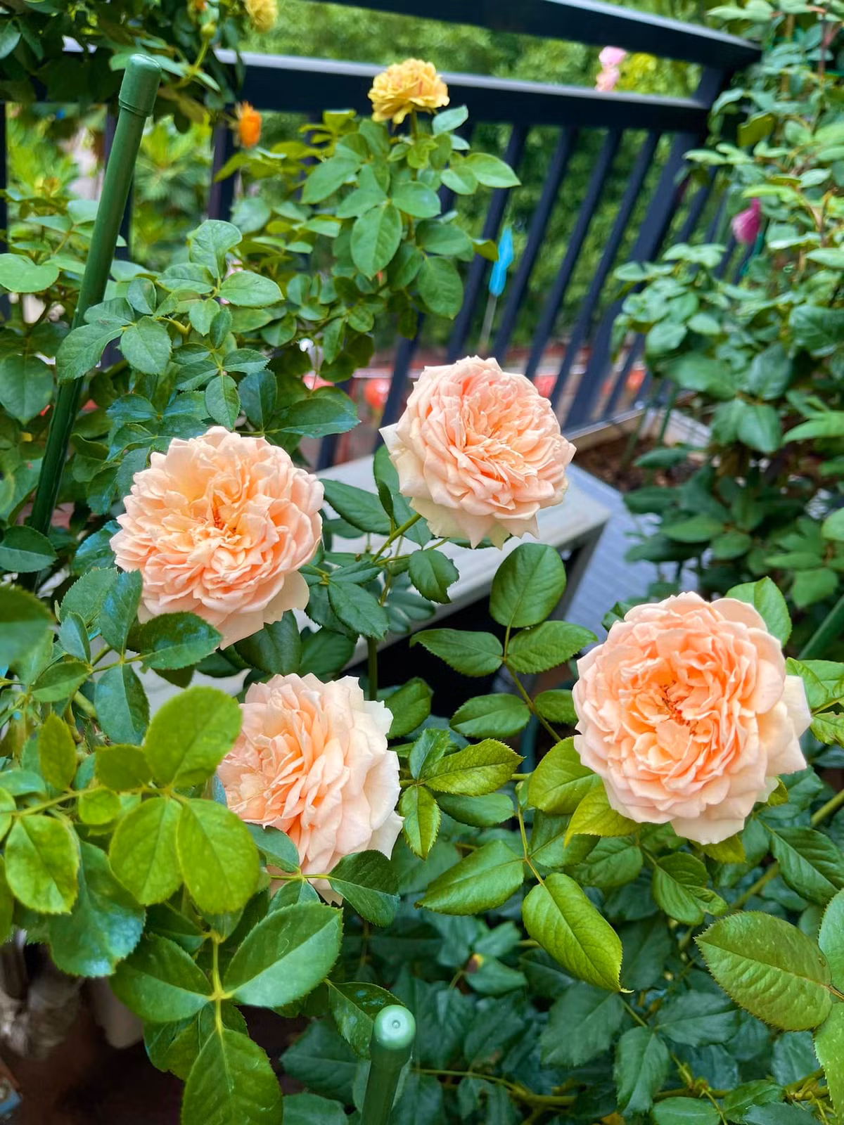 Hoàng Duy thích nhất được lên vườn vào buổi sáng sớm vì lúc này cảm nhận được rõ mùi thơm của hoa hồng.