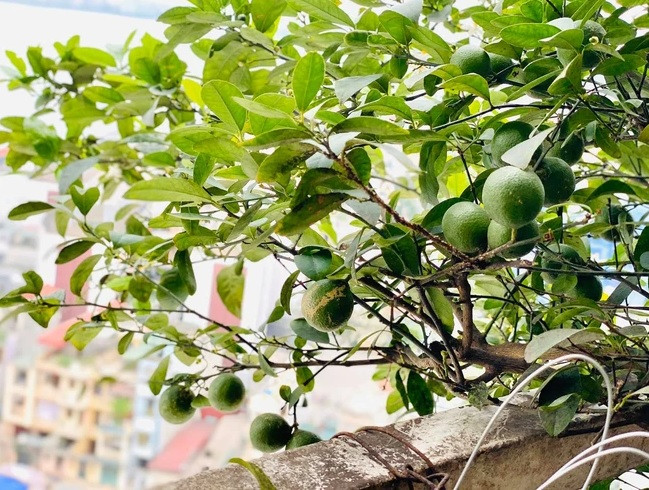 Khu vườn có nhiều loại cây trái khác nhau.