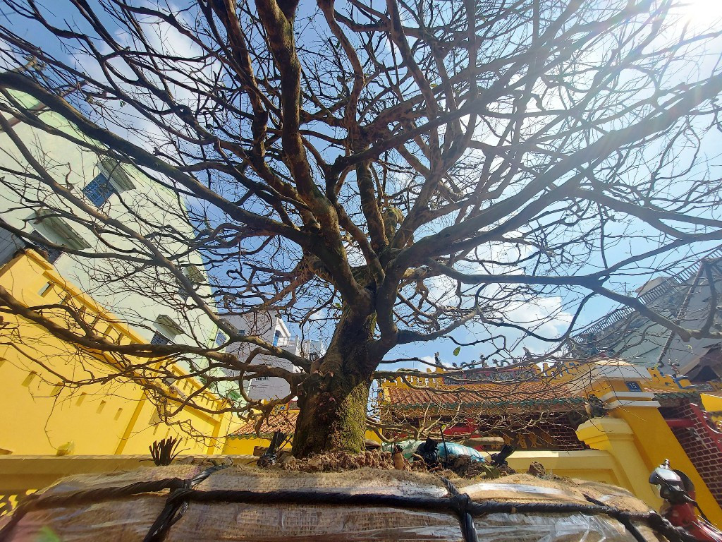 Cây mai cổ thụ có kích thước 1,1 mét, tán rộng khoảng 8m, chiều cao 5m. Ảnh: Báo giao thông