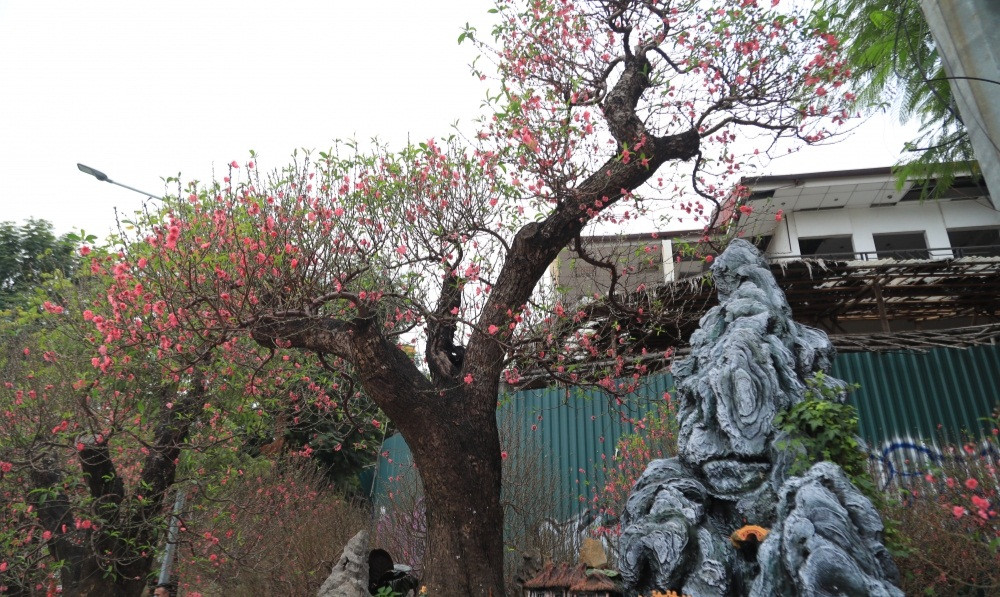 Không chỉ mai, những cây đào cổ thụ nhiều dáng, thế có tuổi đời khoảng 40-100 năm được đại gia Việt đặc biệt quan tâm. Ảnh: Báo công thương