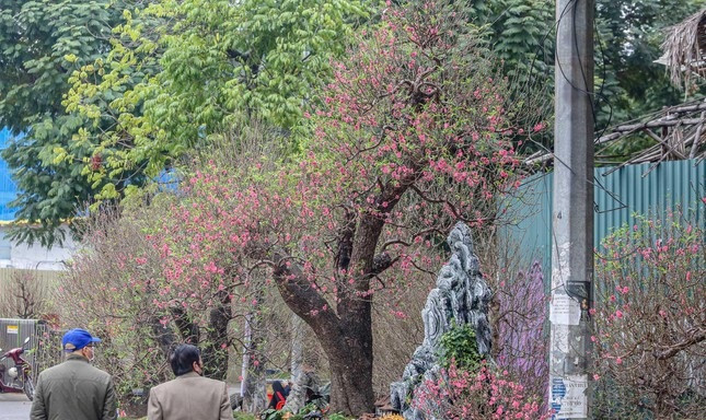 Dịp Tết Nhâm Dần 2022, trên đường Lạc Long Quân (Hà Nội) xuất hiện gốc đào gần 100 tuổi được rao bán với giá 200 triệu đồng, giá thuê là 180 triệu đồng. Ảnh: Tiền phong