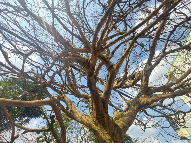 Vị đại gia này đã trả trước 2 tỷ đồng và gửi lại để tiếp tục bày ở chợ hoa xuân cho mọi người chiêm ngưỡng trước khi đem về nhà trưng Tết. Ảnh: Báo giao thông