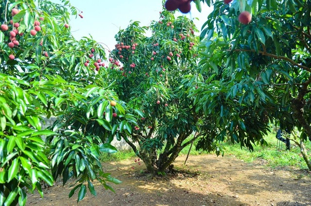 Ông Hiệu là một trong số ít người dân trong vùng lai tạo được giống vải không hạt. Ảnh: Tổ quốc