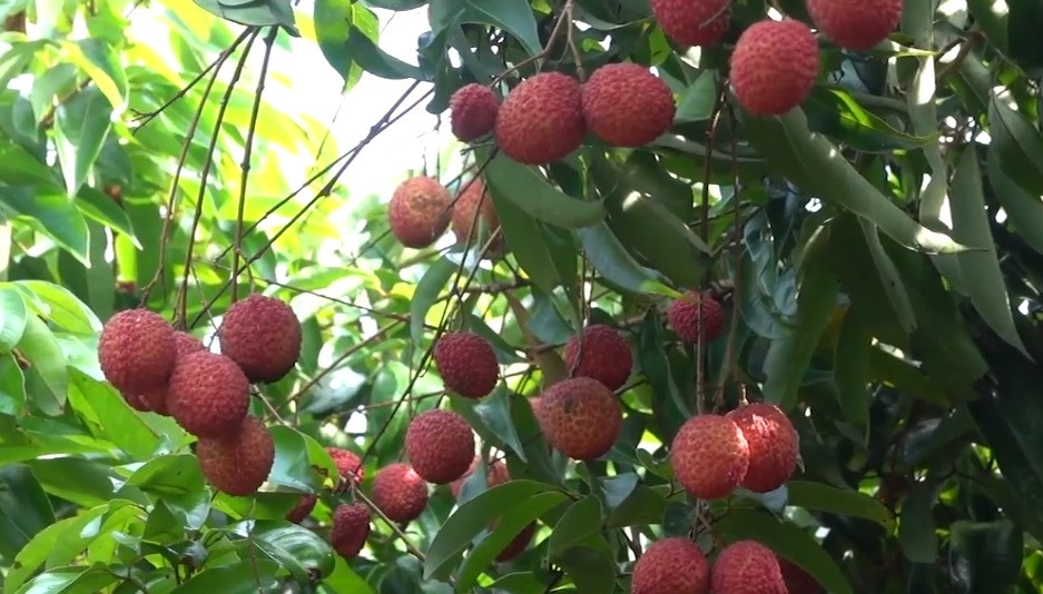 Hiện, vải thiều không hạt vẫn đang tiếp tục được khảo nghiệm, đánh giá hiệu quả để nhân rộng và đảm bảo đầu ra, tăng thu nhập cho người trồng. Ảnh: VTV