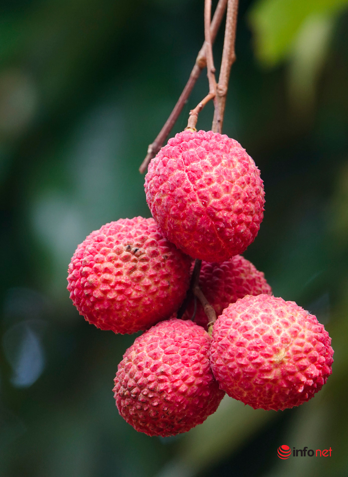 Về màu sắc, những quả vải không hạt có màu đỏ hơn và phần cuống nhỏ hơn quả vải thường. Ảnh: Infonet