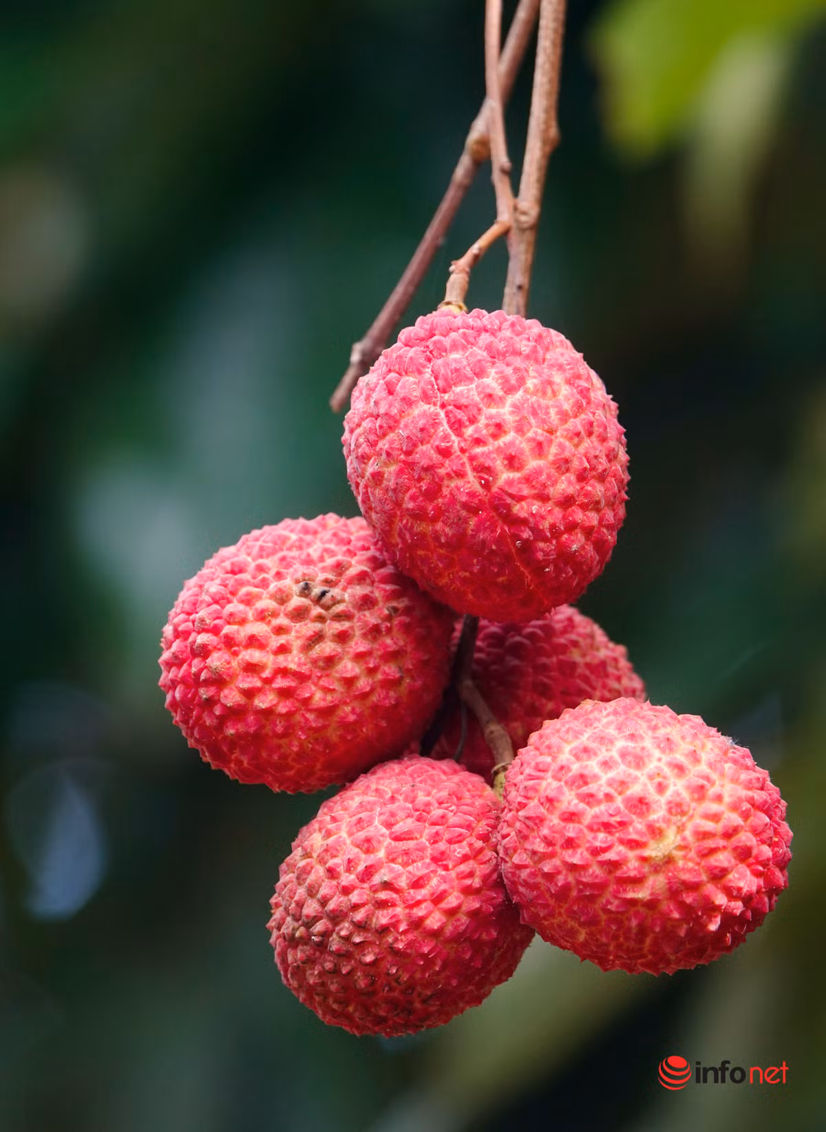 Về màu sắc, những quả vải không hạt có màu đỏ hơn và phần cuống nhỏ hơn quả vải thường. Ảnh: Infonet