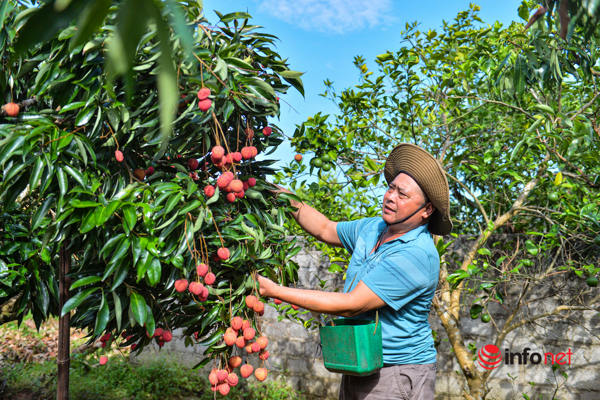Vải không hạt có giá 100.000 đồng/kg nhưng không có mà bán. Ảnh: Infonet