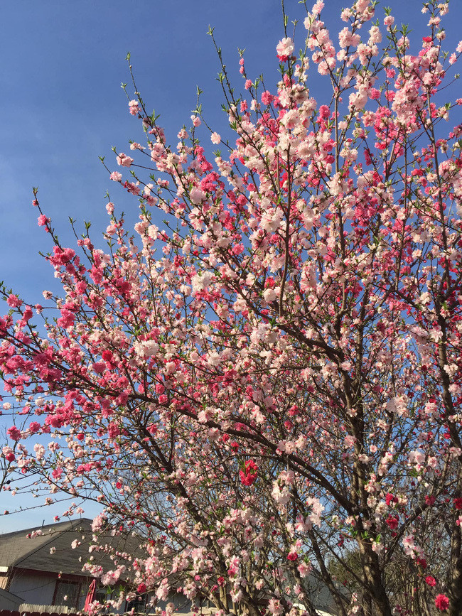 Cây hoa đào này đã có tuổi thọ 15 năm tuổi và mùa nào, cây cũng khoe sắc với vẻ đẹp rực rỡ. Ảnh: Facebook