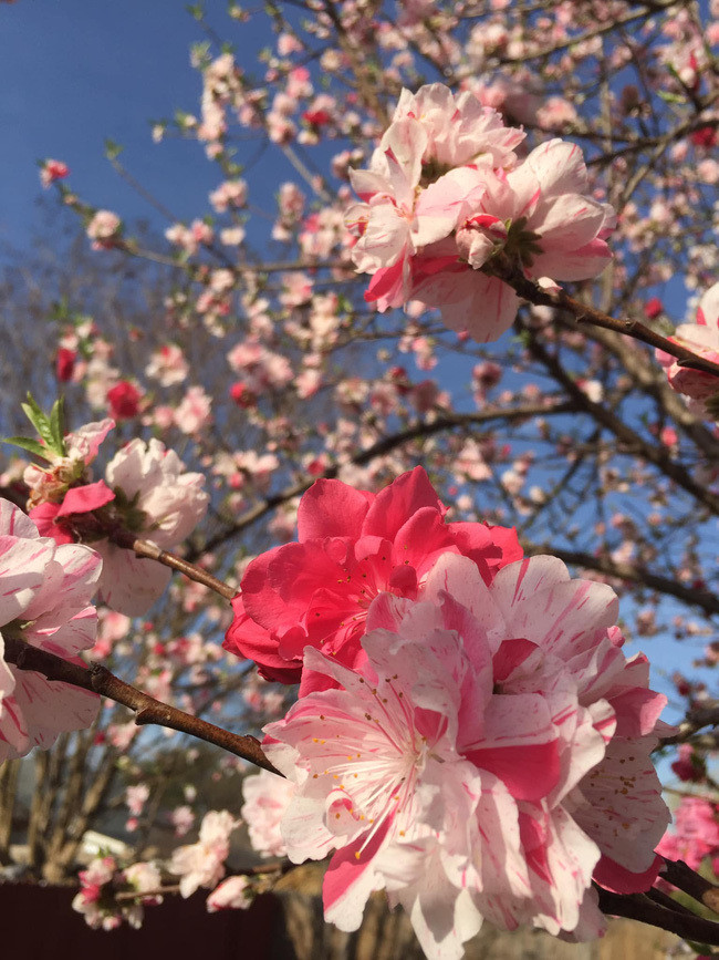 Đáng tiếc, cây hoa đào 3 màu này lại không được trồng ở Việt Nam. Nó thuộc sở hữu của một người phụ nữ Việt đang sinh sống tại nước ngoài. Ảnh: Facebook