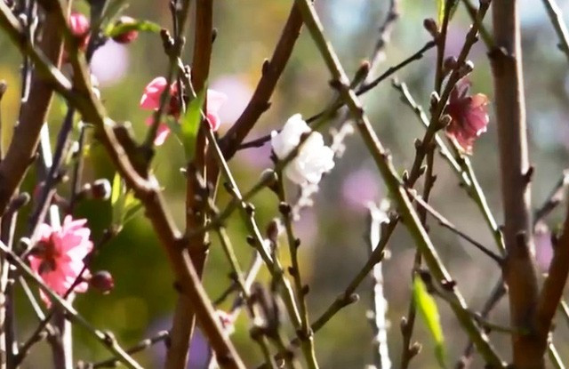 Thung lũng hoa đào Mười Lời cũng là nơi duy nhất ở phía Nam có hoa đào nở vào mỗi dịp Tết. Ảnh: VTV