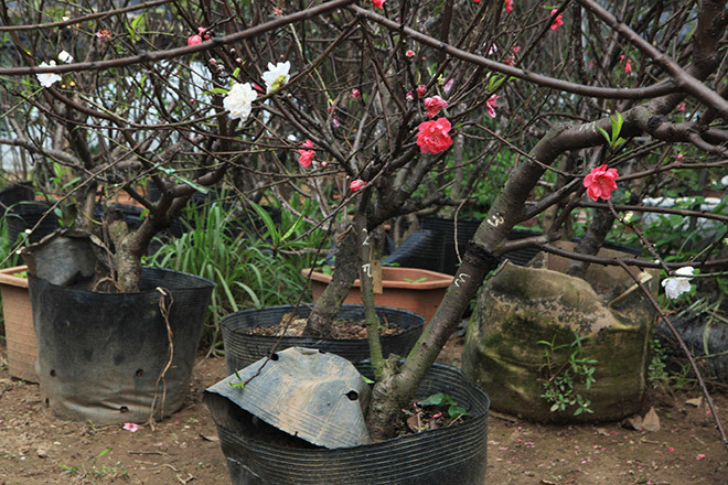 Theo chủ vườn, rất khó để giữ được cả 3 màu hoa trên cùng một cây. Bởi mỗi giống đào có một đặc điểm riêng. Ảnh: Dân Việt