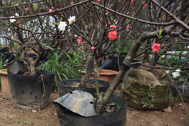 Theo chủ vườn, rất khó để giữ được cả 3 màu hoa trên cùng một cây. Bởi mỗi giống đào có một đặc điểm riêng. Ảnh: Dân Việt