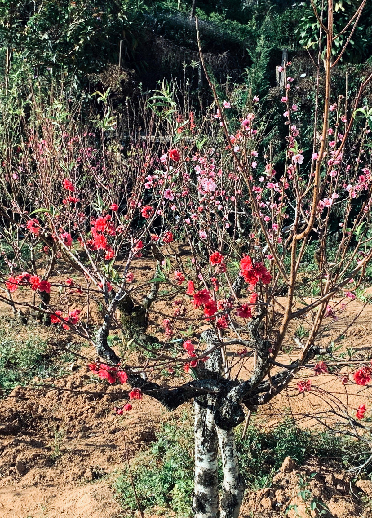 Năm 1997, nghệ nhân Mười Lời mang 300 mầm hoa về nghiên cứu, ghép với gốc đào Đà Lạt với mong muốn cho ra giống đào mới khỏe mạnh, hoa đẹp và nở đúng vào dịp Tết. Ảnh: Tiền phong