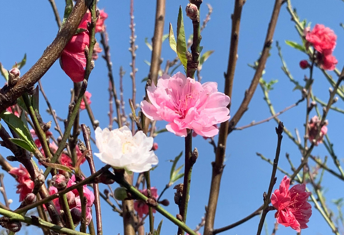 Nghệ nhân Bùi Văn Sang cho hay đã học được cách ghép này từ người cha là cố nghệ nhân Mười Lời. Ảnh: Tiền phong