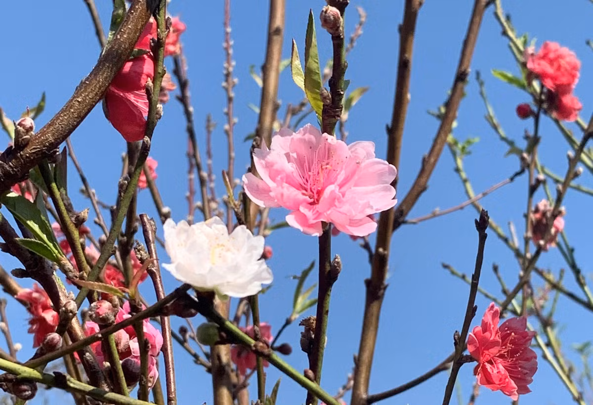 Nghệ nhân Bùi Văn Sang cho hay đã học được cách ghép này từ người cha là cố nghệ nhân Mười Lời. Ảnh: Tiền phong