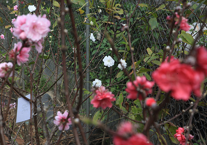 3 loại đào phổ biến nhất được ghép bích đào, đào phai, đào trắng (bạch đào). Ảnh: Dân Việt