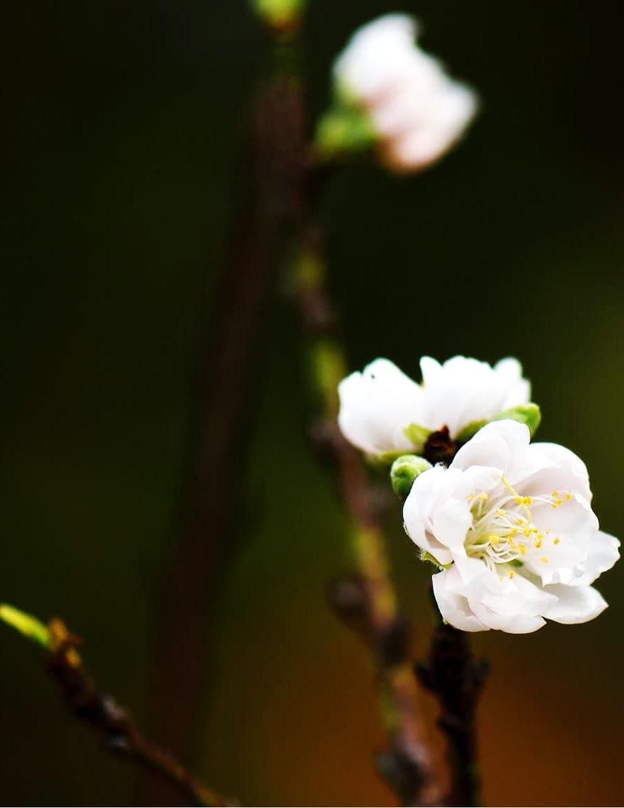 Theo nghệ nhân Sang, 20 gốc đơm bông đẹp nhất trong số 50 gốc đào lai nở hoa 3 màu sẽ gia nhập thị trường hoa Tết Nhâm Dần 2022. Ảnh: Tiền phong