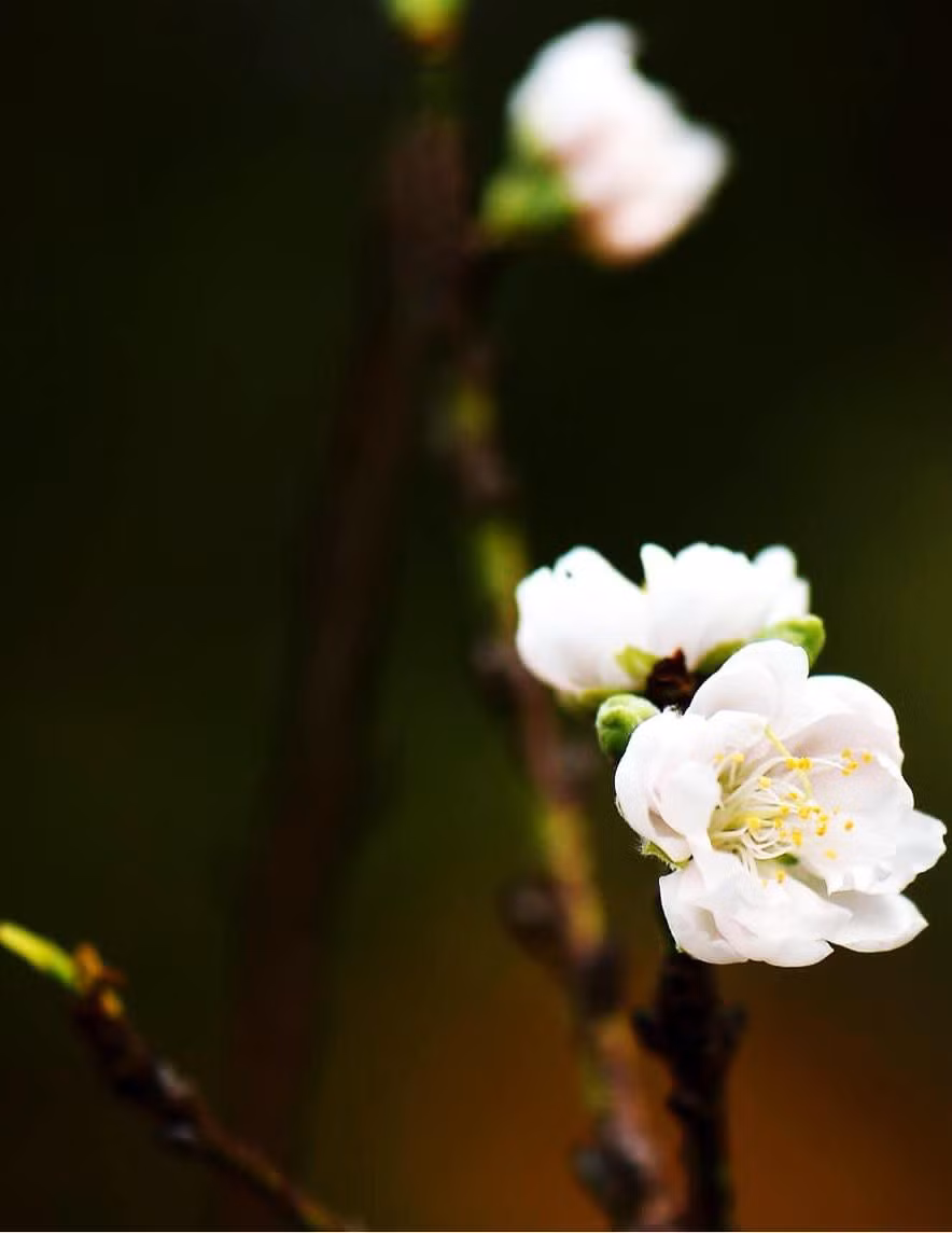 Theo nghệ nhân Sang, 20 gốc đơm bông đẹp nhất trong số 50 gốc đào lai nở hoa 3 màu sẽ gia nhập thị trường hoa Tết Nhâm Dần 2022. Ảnh: Tiền phong