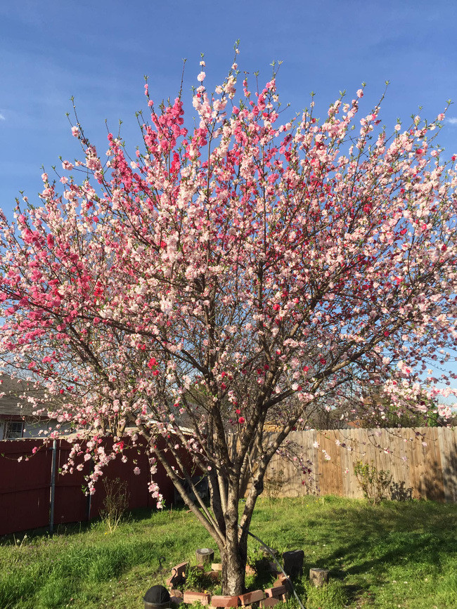 Dịp Tết Nguyên đán năm ngoái, cư dân mạng cũng không ngừng trầm trồ trước hình ảnh cây đào mix 3 màu đỏ, trắng, hồng quý hiếm. Ảnh: Facebook