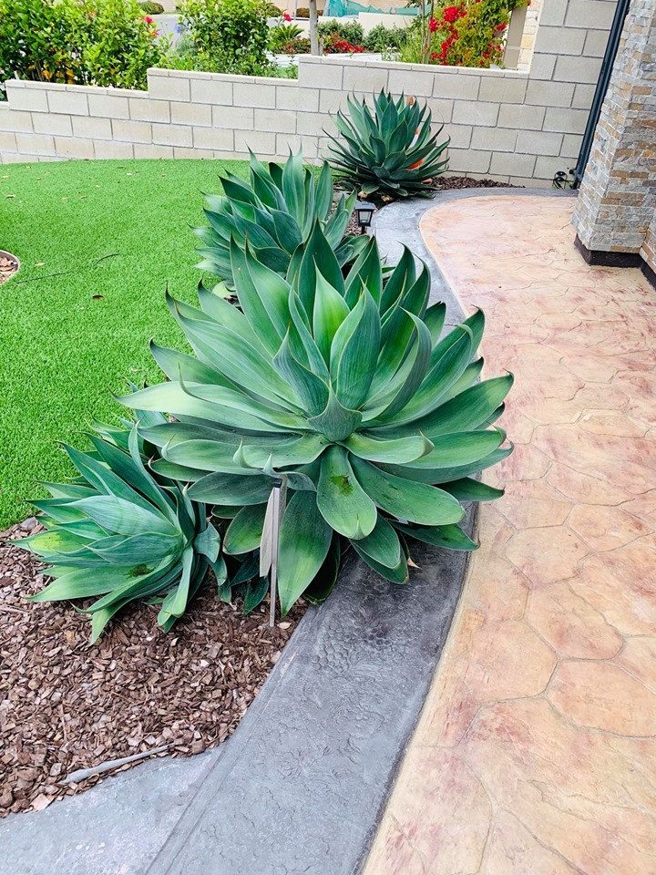 Trong khuôn viên biệt thự còn có sân vườn rộng với cỏ mọc xanh mướt.