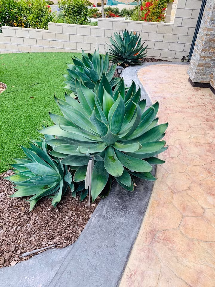 Trong khuôn viên biệt thự còn có sân vườn rộng với cỏ mọc xanh mướt.