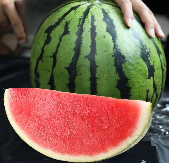 Giống dưa không hạt Mặt trời có ưu điểm quả đẹp, trọng lượng trung bình 3 - 5kg/quả. Ảnh: HTX Mặt trời đỏ