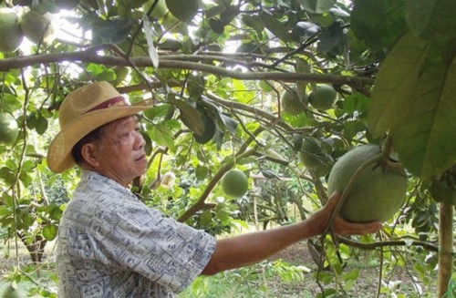 Năm 2003, ông Lê Văn Xê (huyện Bắc Tân Uyên, Bình Dương) đã trồng thành công những quả bưởi da xanh không hạt. Ảnh: Dân trí