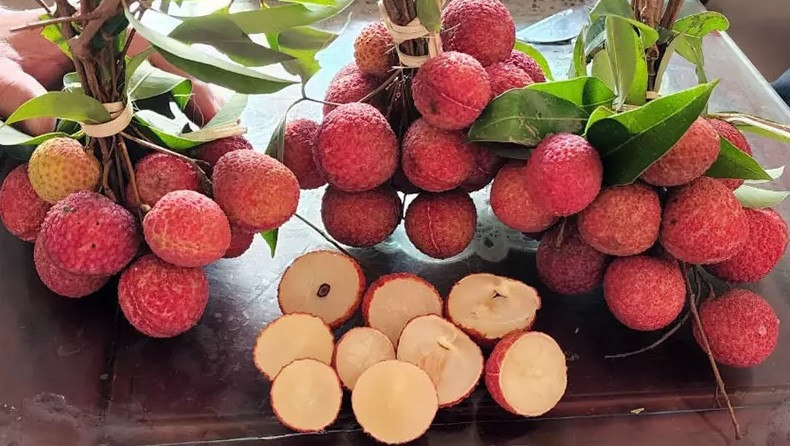 Sau hơn 2 năm trồng, năm nay đã có một số cây vải thiều ra hoa, đậu quả. Vải cho quả to, mã đẹp, cùi dầy và có vị ngọt, giòn đặc trưng, chín muộn. Ảnh: Vietnamnet