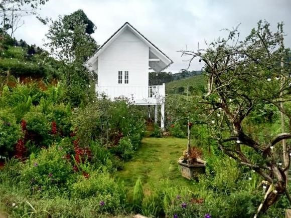 Từ con đường dẫn vào nhà đều phủ một màu xanh mướt.