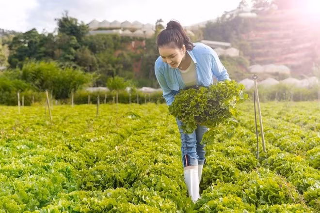 Tất cả nông sản đều được Lý Nhã Kỳ trồng theo mô hình hữu cơ. Nguồn ảnh: FBNV