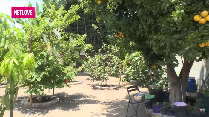 Trong khu vườn, Đức Tiến trồng đủ các loại cây như cam, ổi chanh, đu đủ, mãng cầu, hồng xiêm, sung Mỹ...Ảnh chụp màn hình