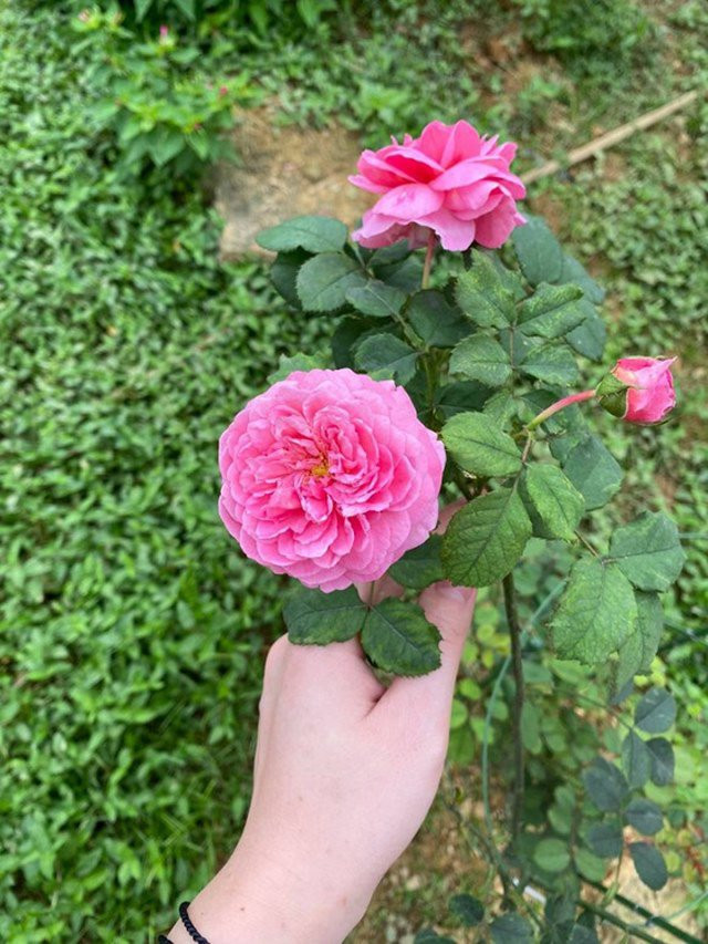 Trong vườn trồng nhiều loại rau, trái cây và hoa tươi.